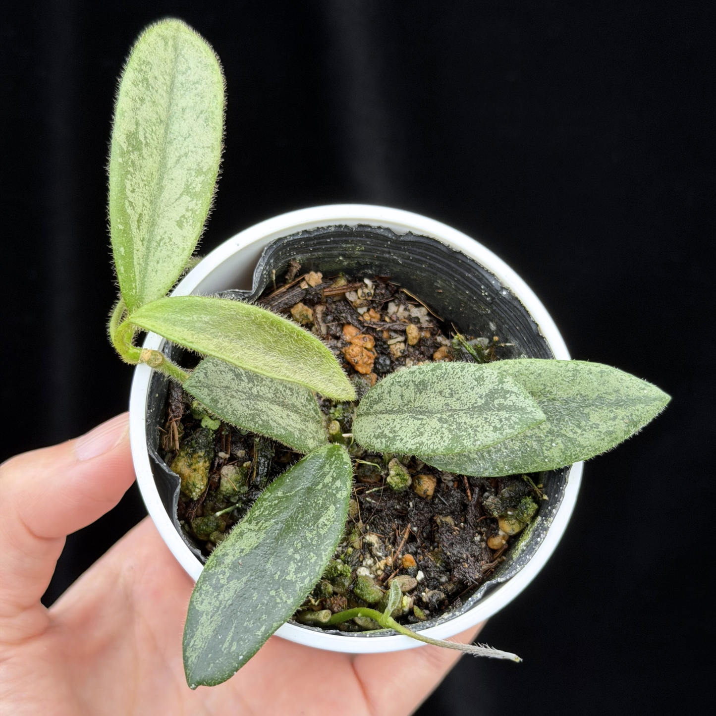【一点もの】ホヤ トムソニー スプラッシュ Hoya thomsonii splash