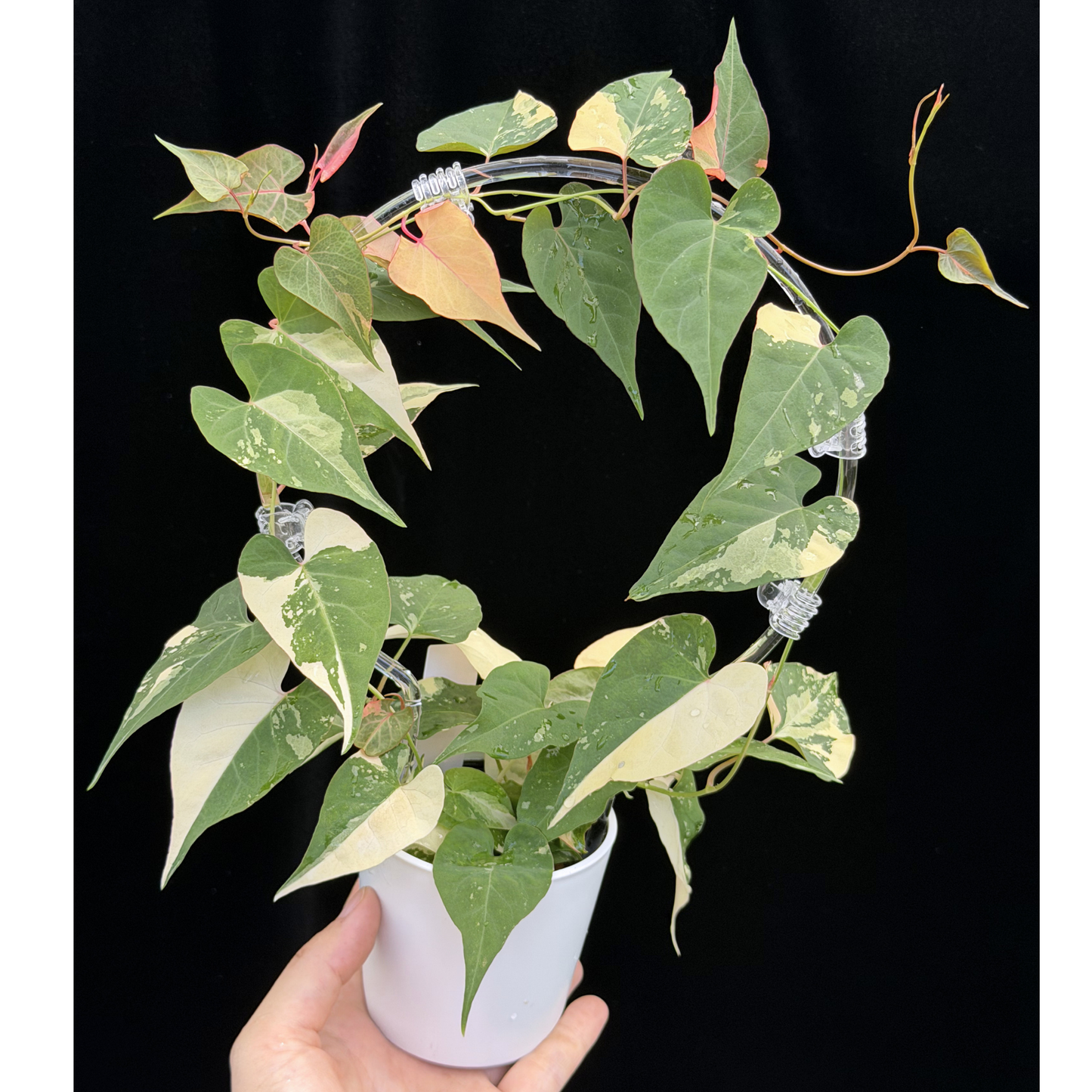 【一点もの販売】ファロピア マルチフローラ 斑入り クリア支柱Mサイズ仕立て Fallopia multiflora 'Variegata' 22