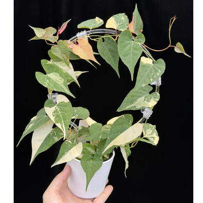 【一点もの販売】ファロピア マルチフローラ 斑入り クリア支柱Mサイズ仕立て Fallopia multiflora 'Variegata' 22