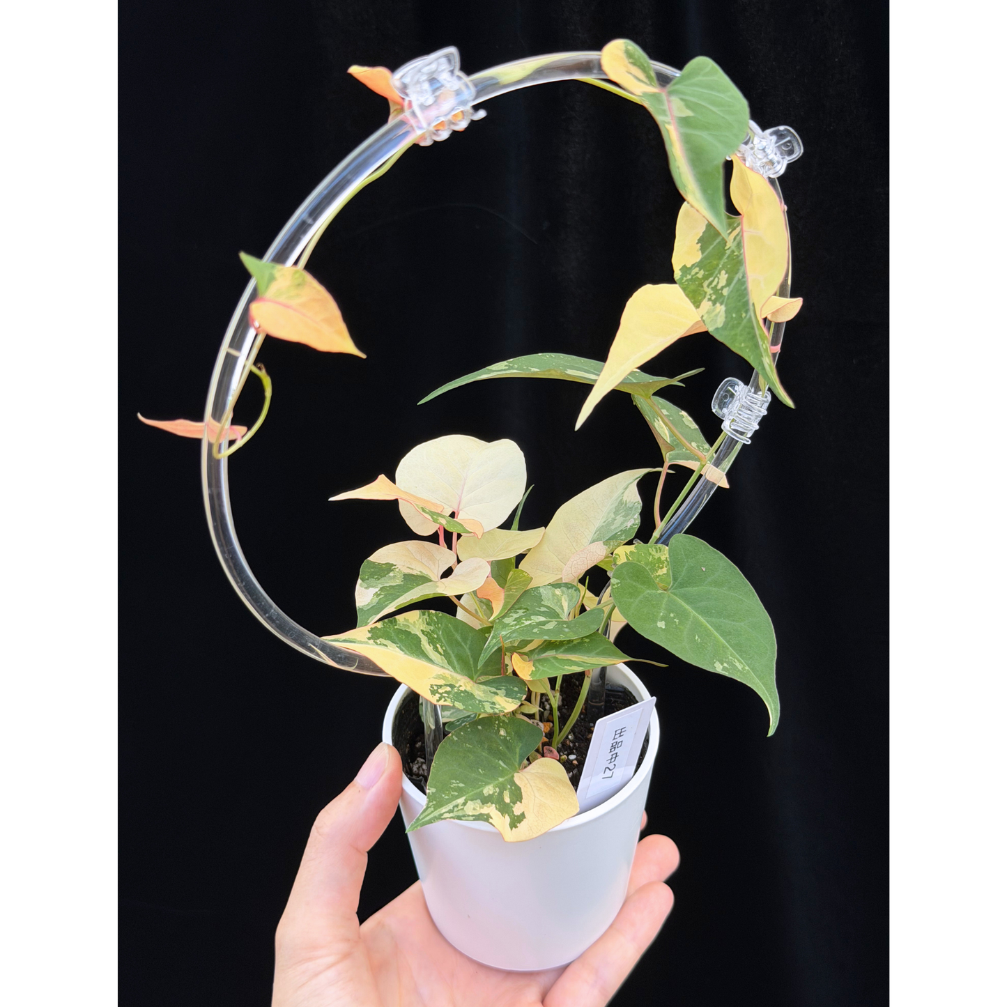 【一点もの販売】ファロピア マルチフローラ 斑入り クリア支柱Mサイズ仕立て Fallopia multiflora 'Variegata'27