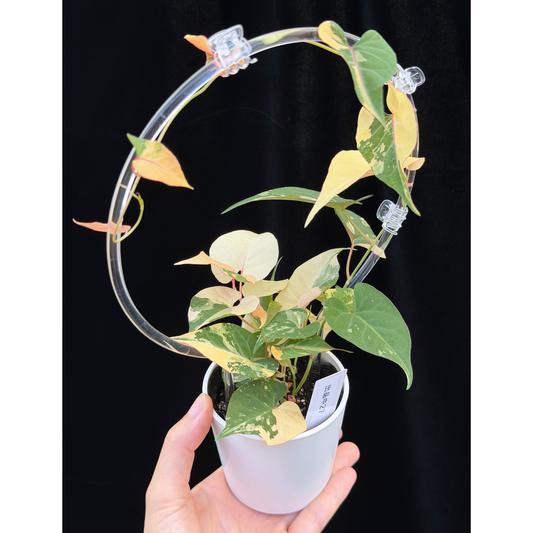【一点もの販売】ファロピア マルチフローラ 斑入り クリア支柱Mサイズ仕立て Fallopia multiflora 'Variegata'27