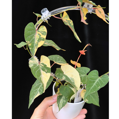 【一点もの販売】ファロピア マルチフローラ 斑入り クリア支柱Mサイズ仕立て Fallopia multiflora 'Variegata'　3