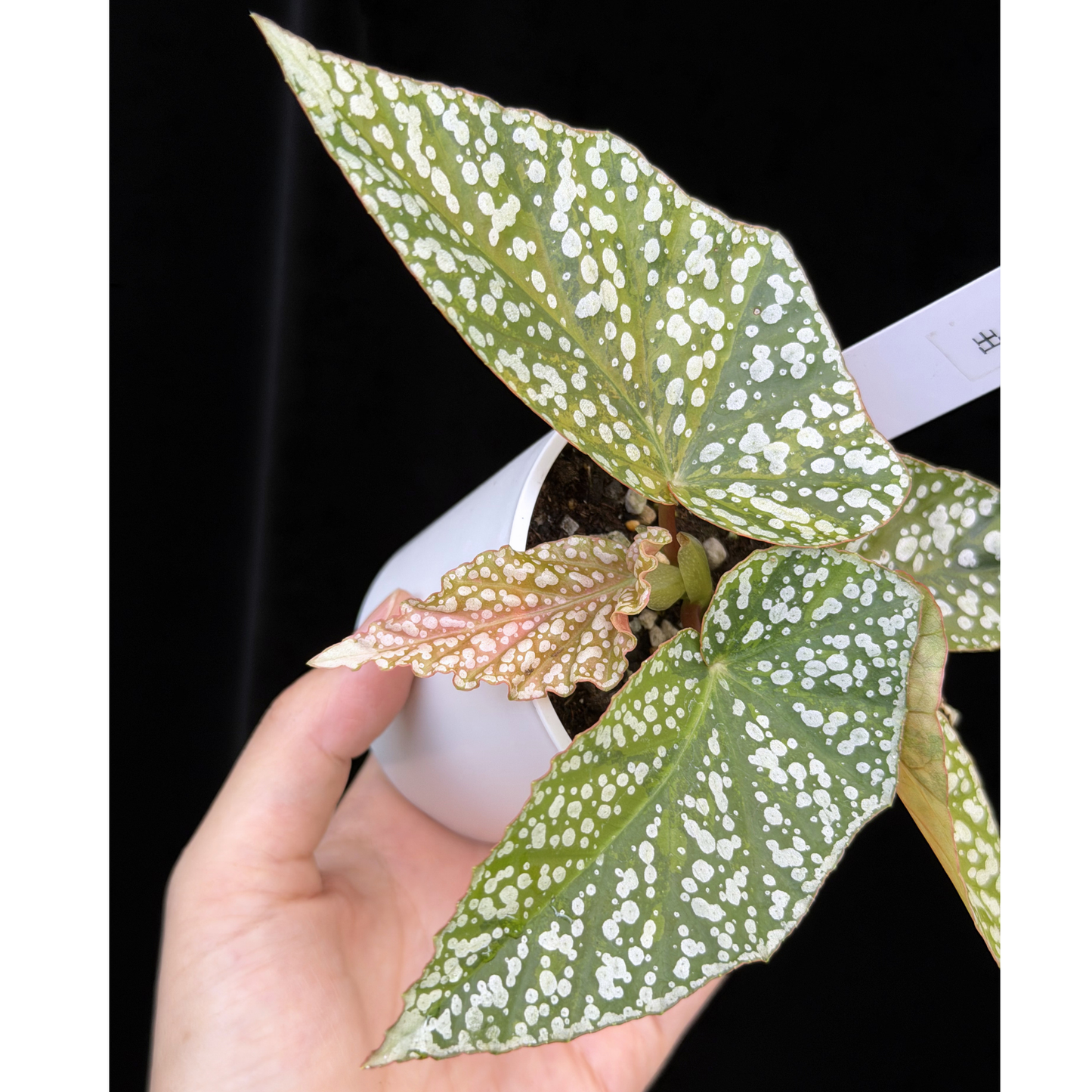 【一点もの】ベゴニア スノーキャップド ピンク斑入り Begonia Snow Capped variegata 15