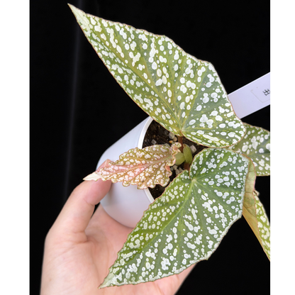 【一点もの】ベゴニア スノーキャップド ピンク斑入り Begonia Snow Capped variegata 15