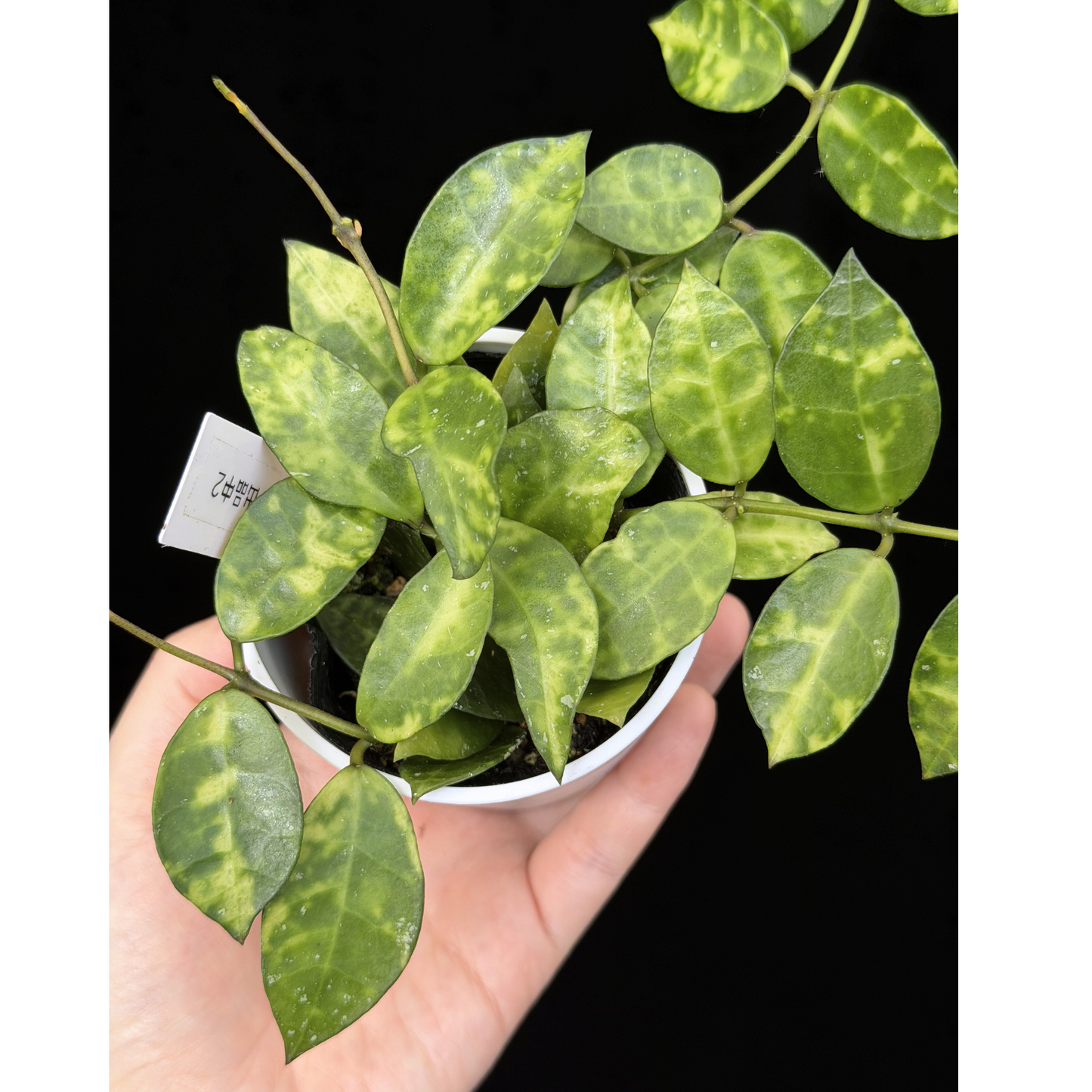 【一点もの】ホヤ ラクノーサ アマリーロ Hoya lacunosa 'Amarillo'  希少 レア 2