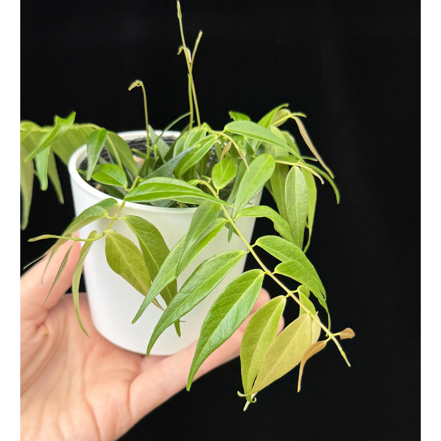 【一点もの】Hoya Leucantha 希少 レア