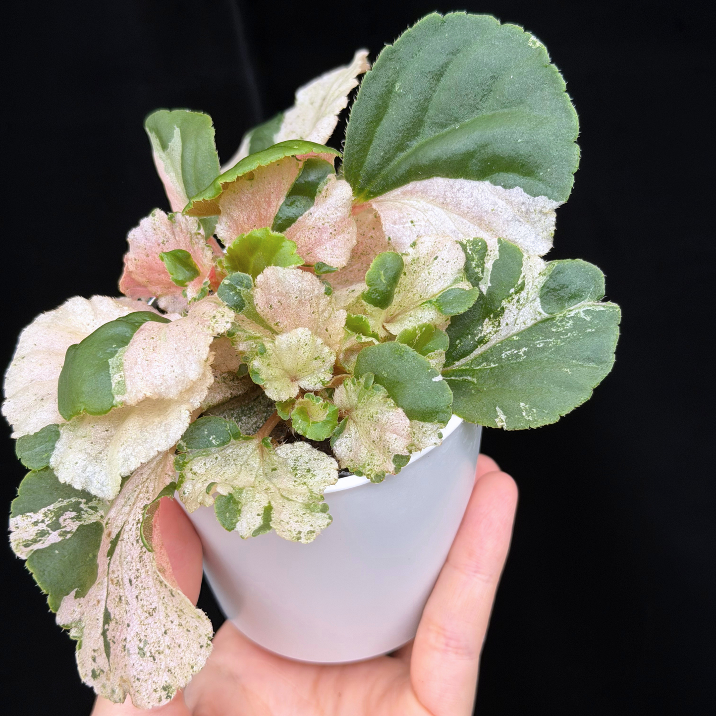 【一点もの】ベゴニア ククラータ ピンク斑入り begonia cucullata Pink variegated 希少 レア