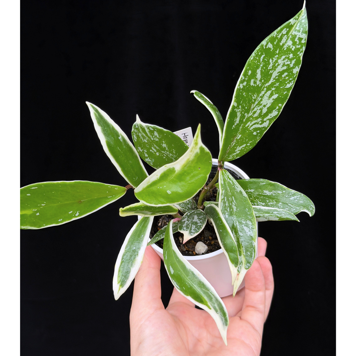 【一点もの】ホヤ プビカリクス ピンクシルバー アルボマギナータ スプラッシュ Hoya Pubicalyx pink silver albomarginata splash 希少 レア