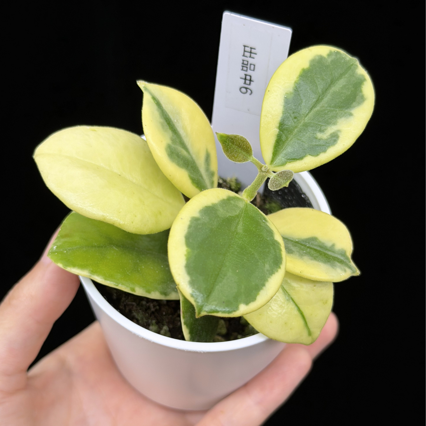 【一点もの】ホヤ オーストラリス ホワイトマージン Hoya australis 'White Margin' 6