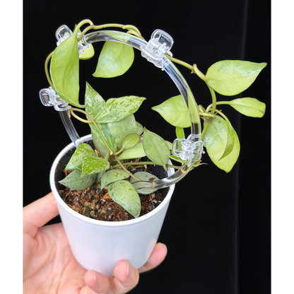 【一点もの】ホヤ ラクノーサ スルカタ Hoya lacunosa sulcata Sサイズ支柱仕立て