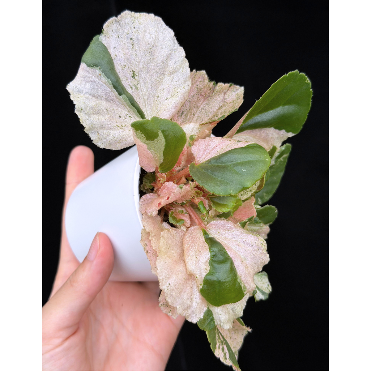 【一点もの】ベゴニア ククラータ ピンク斑入り begonia cucullata Pink variegated 希少 レア