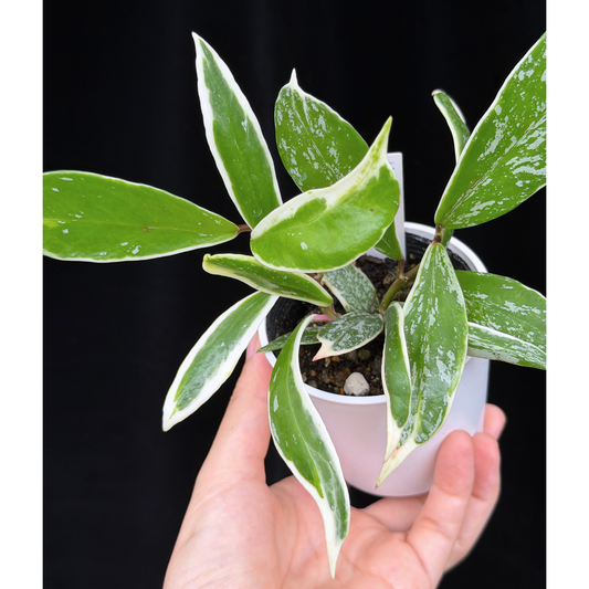 【一点もの】ホヤ プビカリクス ピンクシルバー アルボマギナータ スプラッシュ Hoya Pubicalyx pink silver albomarginata splash 希少 レア
