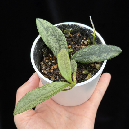 【一点もの】ホヤ トムソニー スプラッシュ Hoya thomsonii splash