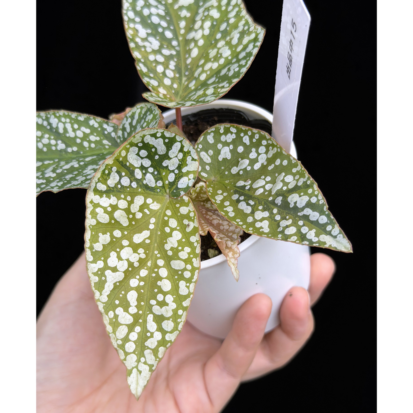 【一点もの】ベゴニア スノーキャップド ピンク斑入り Begonia Snow Capped variegata 15