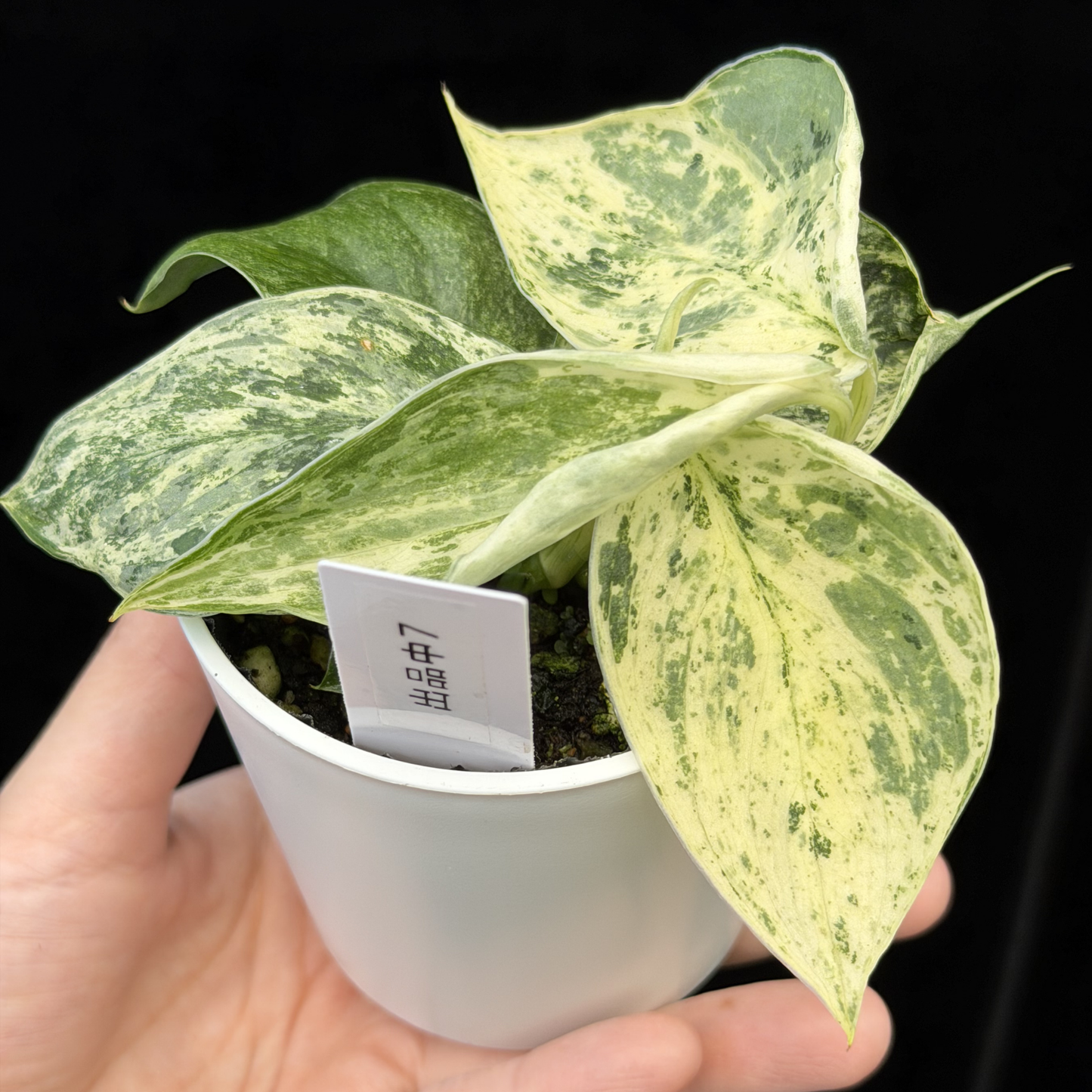 【一点もの】スキンダプサス ジェイドサテン マーブルクイーン Scindapsus Jade Satin Marble Queen