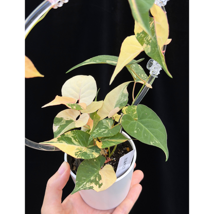 【一点もの販売】ファロピア マルチフローラ 斑入り クリア支柱Mサイズ仕立て Fallopia multiflora 'Variegata'27