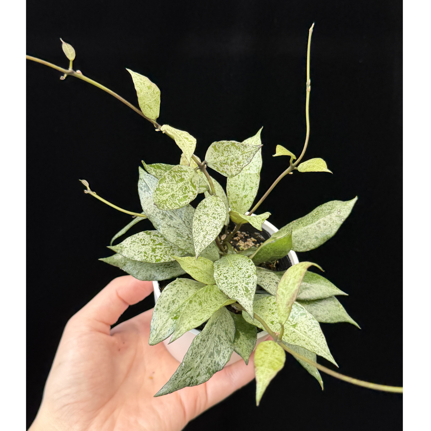 【一点もの】Hoya lacunosa moon shine ホヤ ラクノーサ ムーンシャイン 希少 レア
