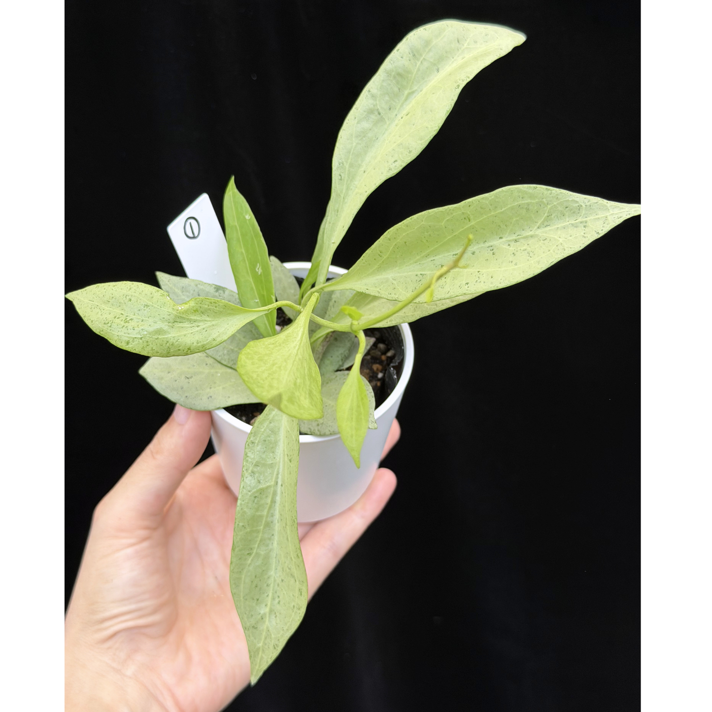 【一点もの】ホヤ・ニューギニアゴースト Hoya carnosa 'New Guinea Ghost' 【1〜2から株を選ぶ】