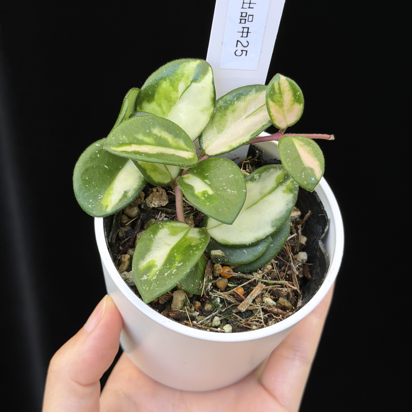 【一点もの】ホヤ マチルダ 内斑入り Hoya mathilde inner variegated 希少 レア 25