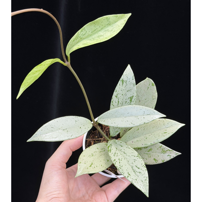 【一点もの】ホヤ プビカリクス シルバーゴースト Hoya Pubicalyx silver ghost 希少 レア ねこチップ 2
