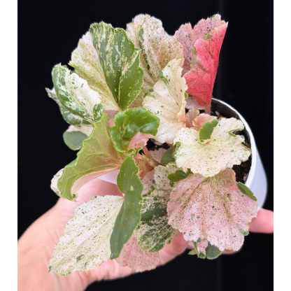 【一点もの】ベゴニア ククラータ ピンク斑入り begonia cucullata Pink variegated 希少 レア 10
