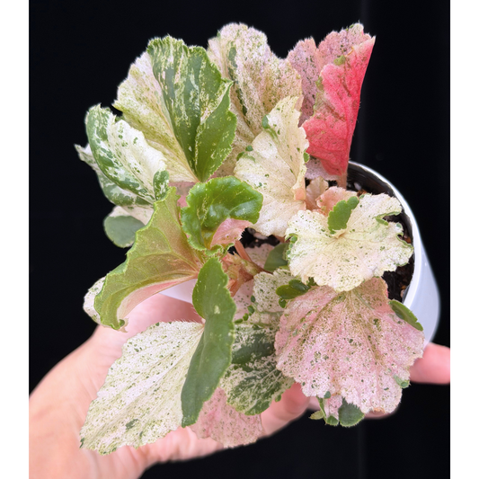 【一点もの】ベゴニア ククラータ ピンク斑入り begonia cucullata Pink variegated 希少 レア 10