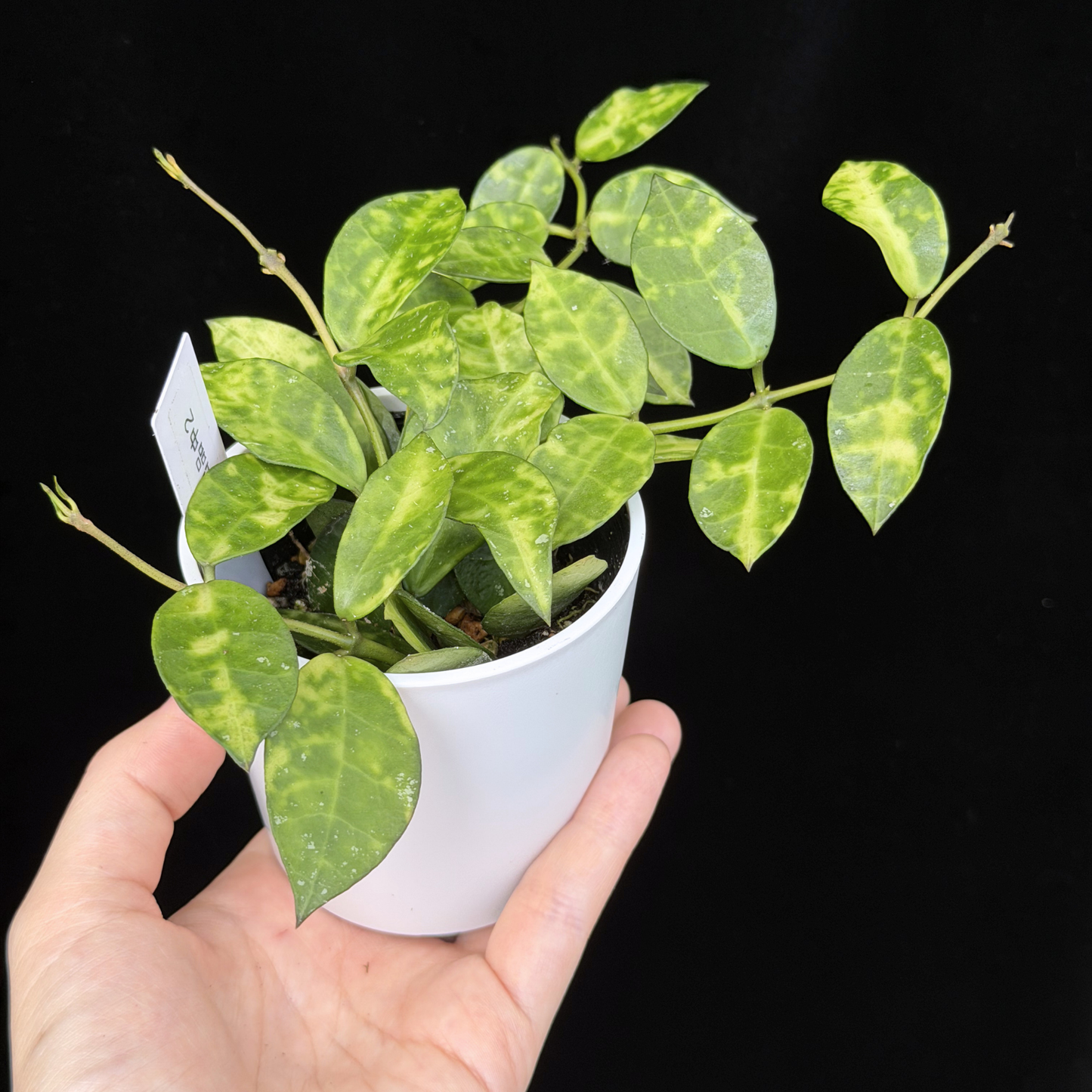 【一点もの】ホヤ ラクノーサ アマリーロ Hoya lacunosa 'Amarillo'  希少 レア 2