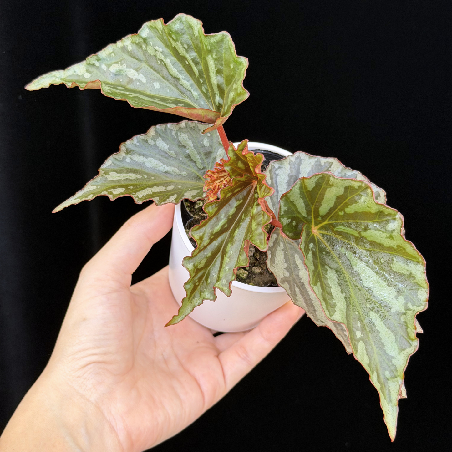 【一点もの】ベゴニア イリアンジャヤ Begonia sp.Irian jaya