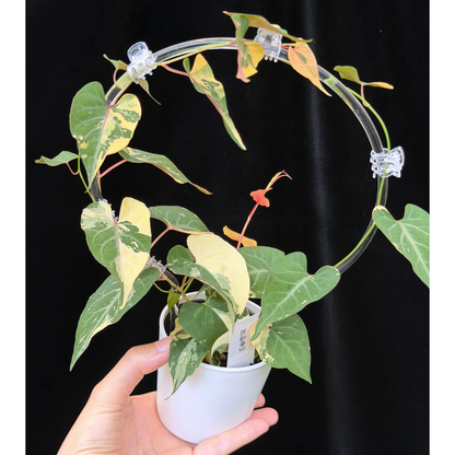 【一点もの販売】ファロピア マルチフローラ 斑入り クリア支柱Mサイズ仕立て Fallopia multiflora 'Variegata'　3