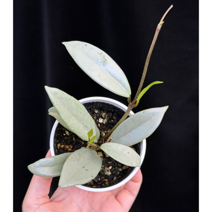 【一点もの】ホヤ ウィルバーグレイブス シルバー Hoya carnosa 'wilbur graves silver'