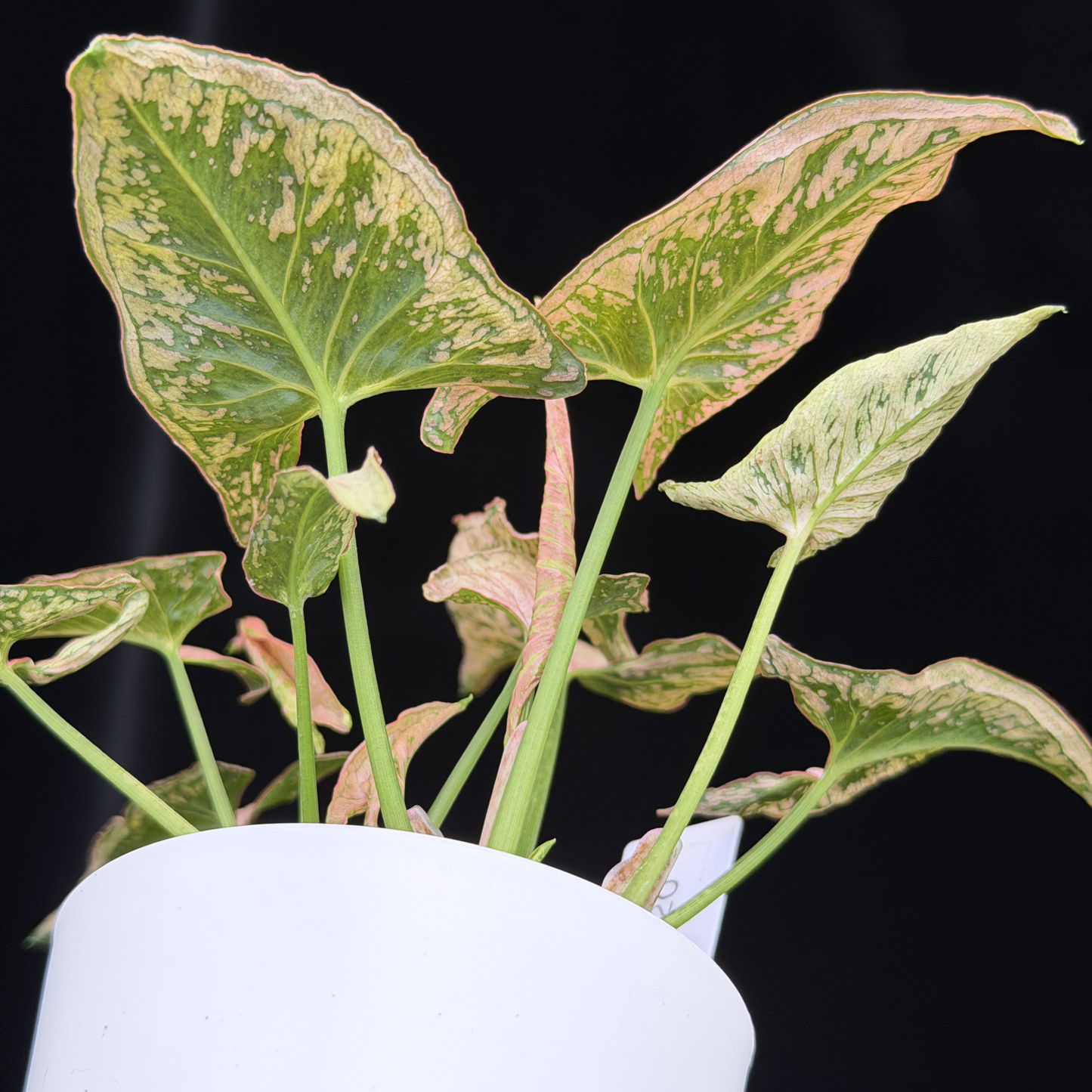 【一点もの】シンゴニウム ピンクローリー Syngonium Pink Rolli 20