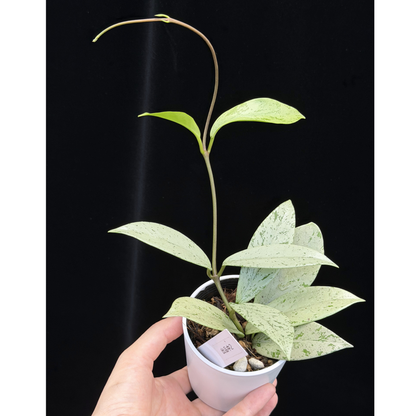 【一点もの】ホヤ プビカリクス シルバーゴースト Hoya Pubicalyx silver ghost 希少 レア ねこチップ 2