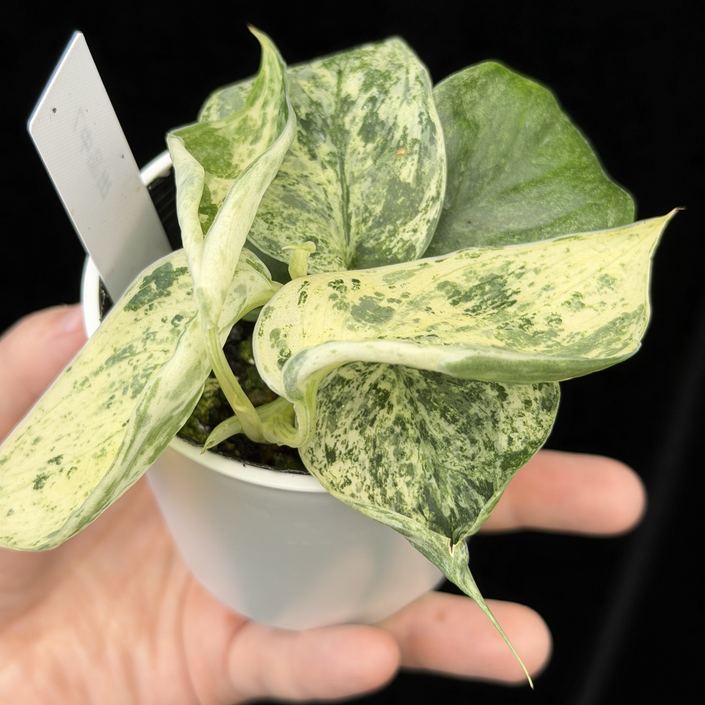 【一点もの】スキンダプサス ジェイドサテン マーブルクイーン Scindapsus Jade Satin Marble Queen