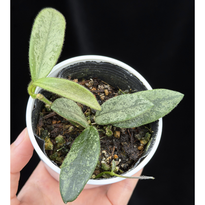 【一点もの】ホヤ トムソニー スプラッシュ Hoya thomsonii splash