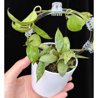 【一点もの】ホヤ ラクノーサ スルカタ Hoya lacunosa sulcata Sサイズ支柱仕立て