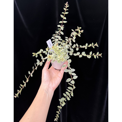 【一点もの】コルムネア ミクロフィラ 斑入り 希少 レア 13
