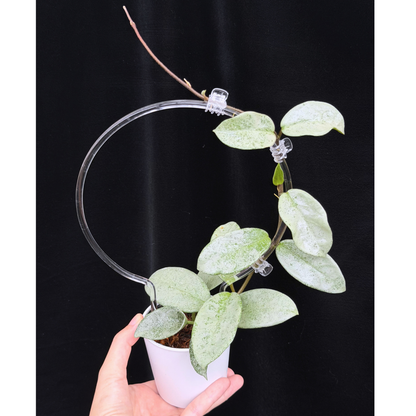 【一点もの】Hoya Carnosa Nova Ghost ホヤ カルノーサ ノバ ゴースト クリア支柱Mサイズ仕立て