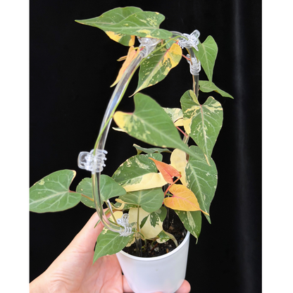 【一点もの販売】ファロピア マルチフローラ 斑入り クリア支柱Mサイズ仕立て Fallopia multiflora 'Variegata'　3