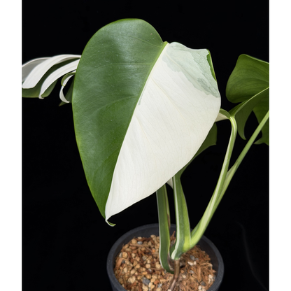 【一点もの】モンステラ ボルシギアナ ホワイトタイガー 斑入り ハーフムーン 4号 プラスチック鉢 BLACK PLASTIC POT 受け皿付き