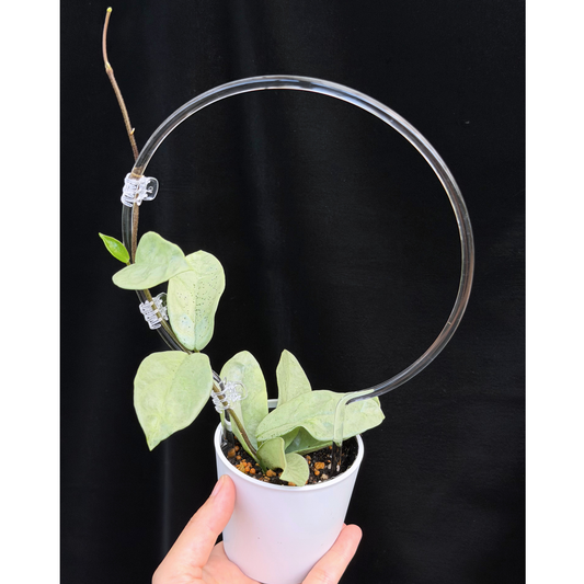 【一点もの】ホヤ・アルゲンティア・プリンセス ※白斑の消えたフルシルバー Hoya carnosa 'Argentea Princess'  希少 レア
