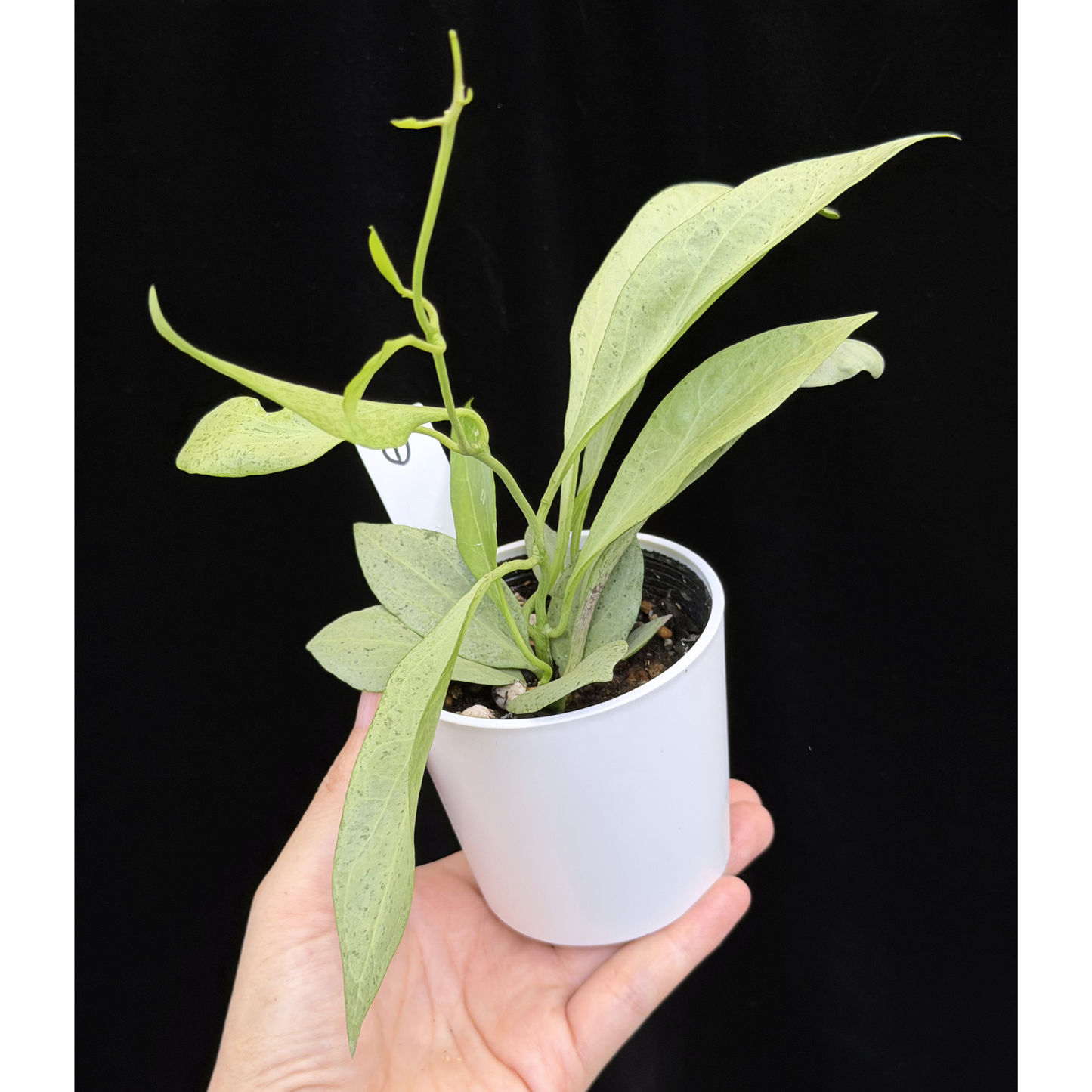 【一点もの】ホヤ・ニューギニアゴースト Hoya carnosa 'New Guinea Ghost' 【1〜2から株を選ぶ】