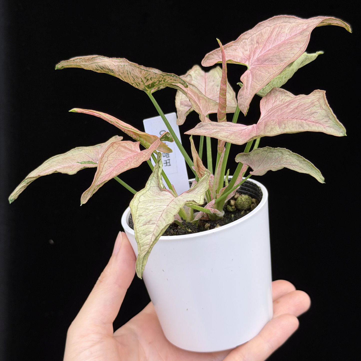 【一点もの】シンゴニウム ピンクローリー Syngonium Pink Rolli 20