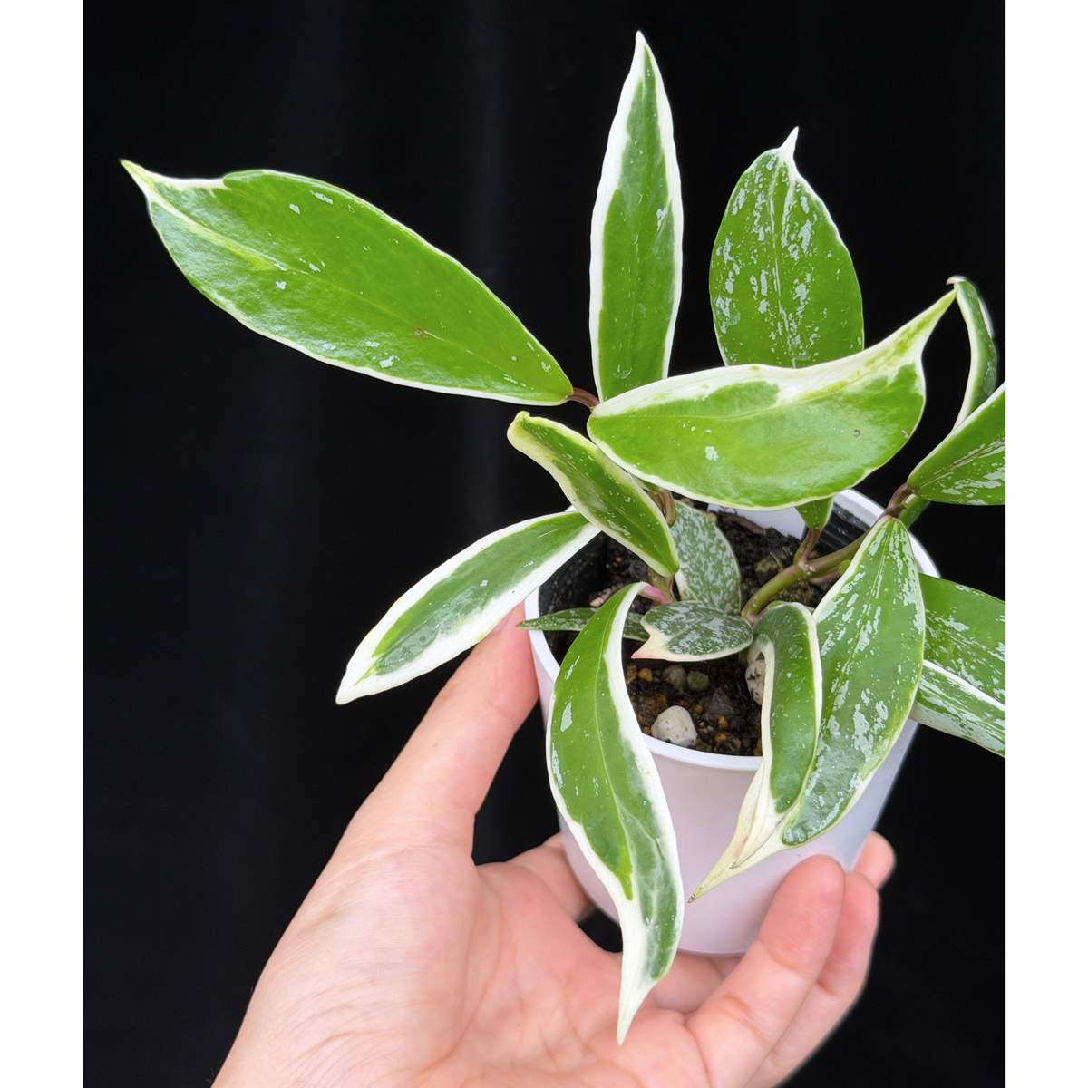 【一点もの】ホヤ プビカリクス ピンクシルバー アルボマギナータ スプラッシュ Hoya Pubicalyx pink silver albomarginata splash 希少 レア