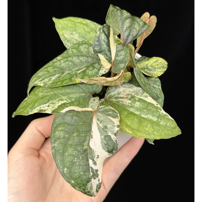 【一点もの】Piper sylvaticum variegated  ピペル シルバティクム斑入り