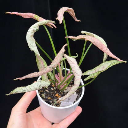 【一点もの】シンゴニウム ピンクローリー Syngonium Pink Rolli 7