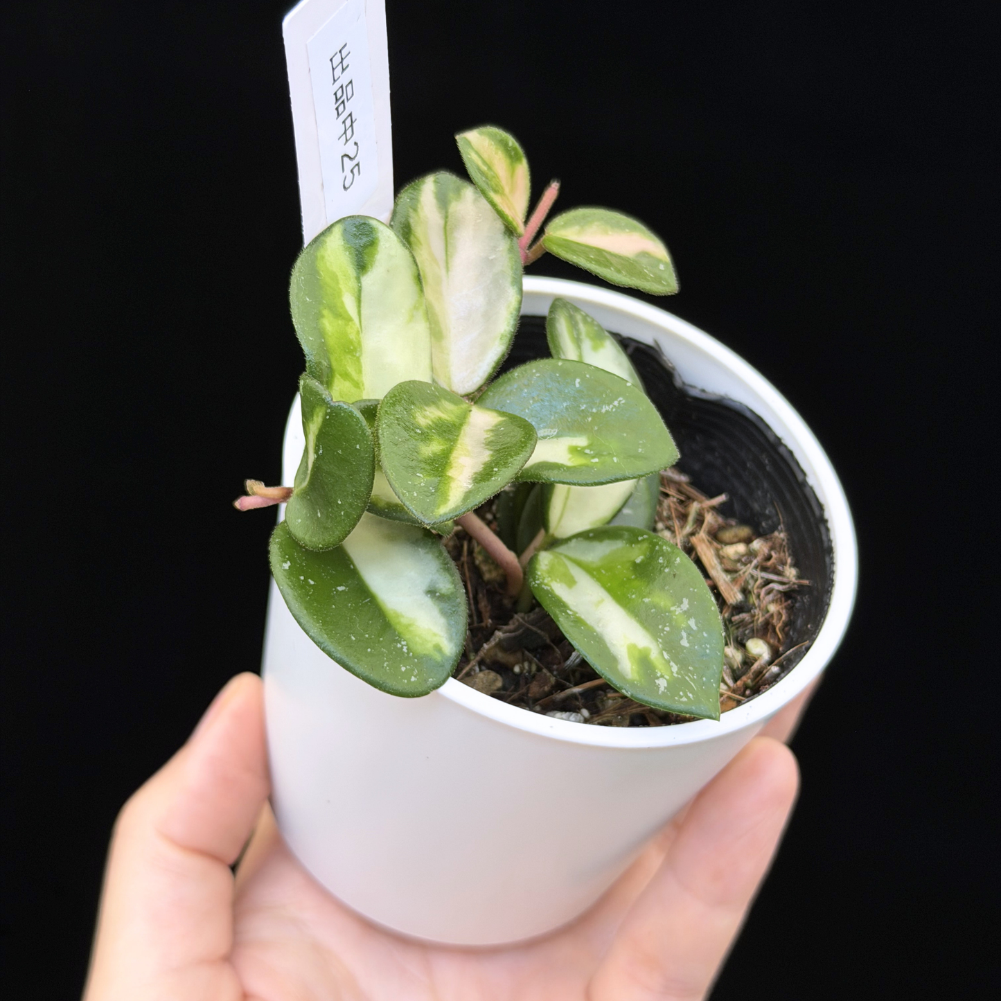 【一点もの】ホヤ マチルダ 内斑入り Hoya mathilde inner variegated 希少 レア 25
