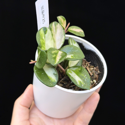 【一点もの】ホヤ マチルダ 内斑入り Hoya mathilde inner variegated 希少 レア 25