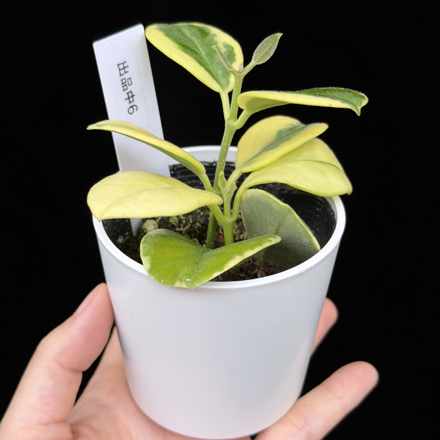 【一点もの】ホヤ オーストラリス ホワイトマージン Hoya australis 'White Margin' 6