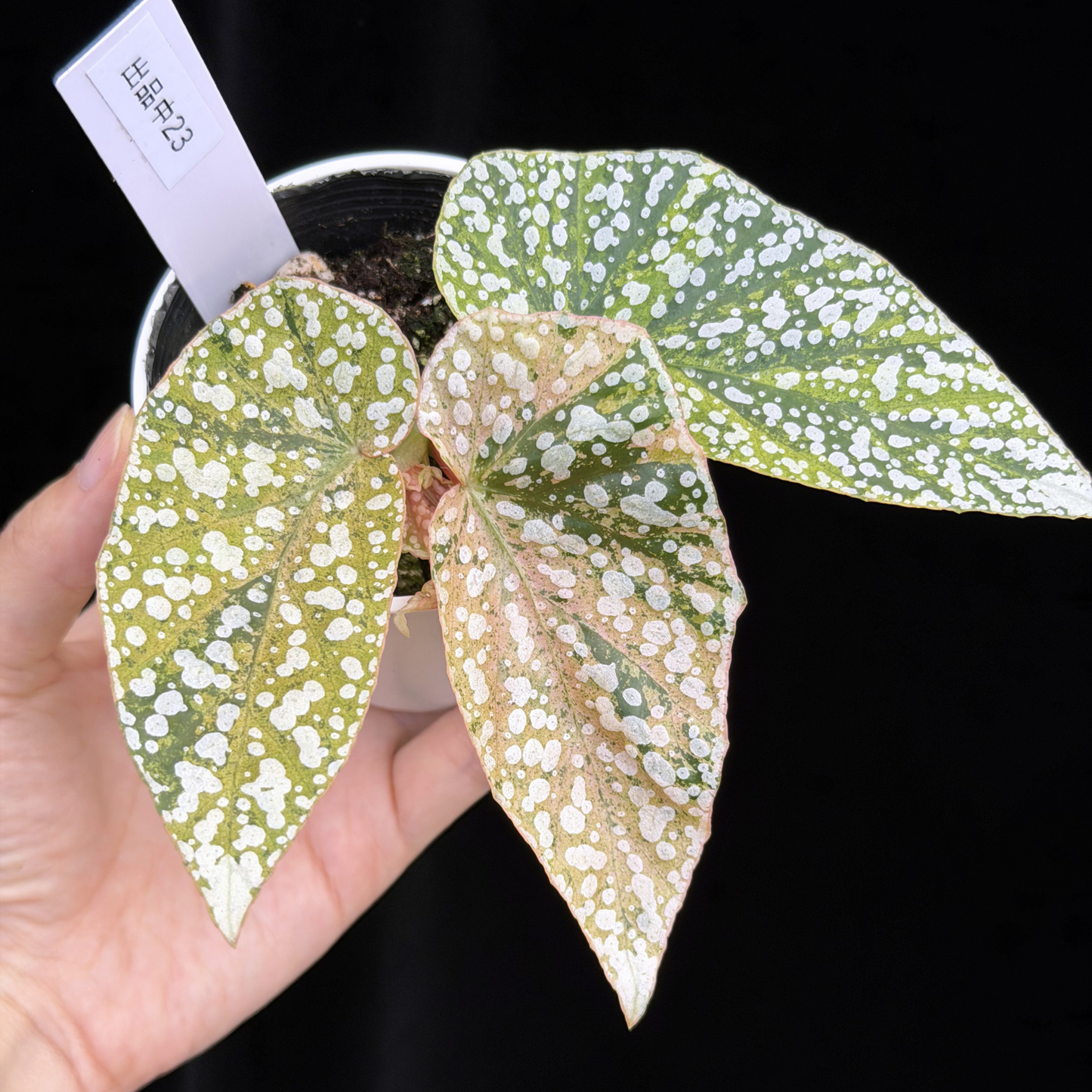 【一点もの】ベゴニア スノーキャップド ピンク斑入り Begonia Snow Capped variegata 23
