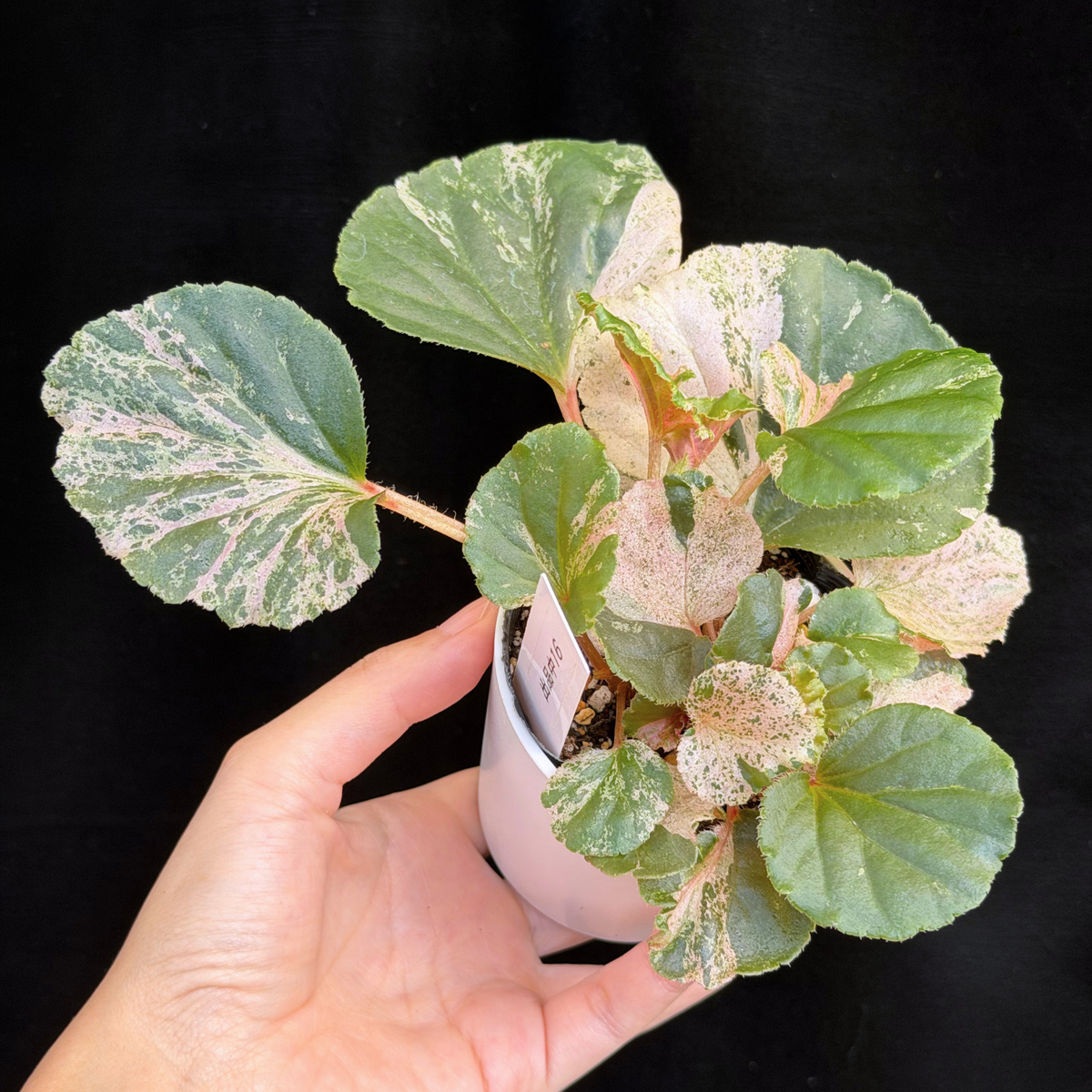 【一点もの】ベゴニア ククラータ ピンク斑入り begonia cucullata Pink variegated 希少 レア 16